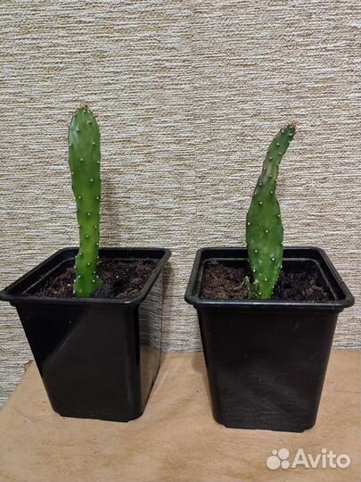 Опунция, кактус, детки в горшке