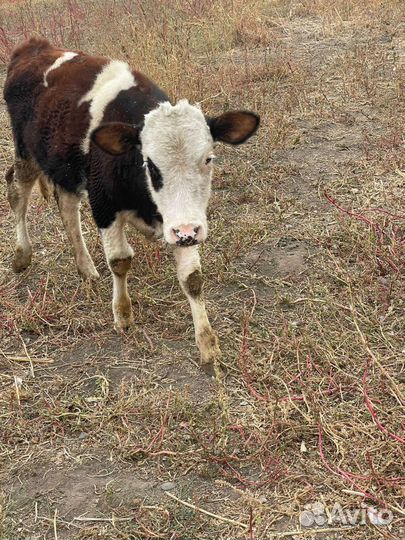 Бык и Теленок