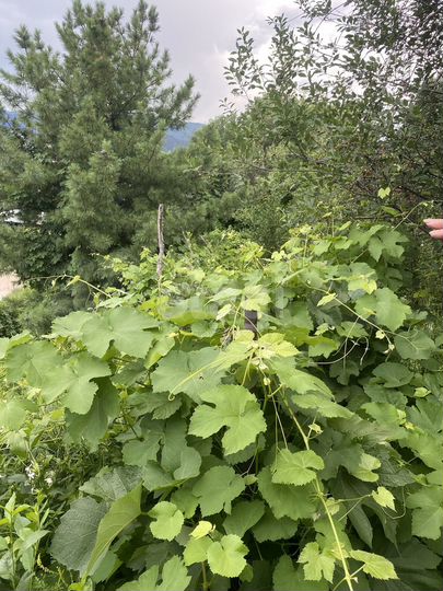 Дом 54,9 м² на участке 8,5 сот.