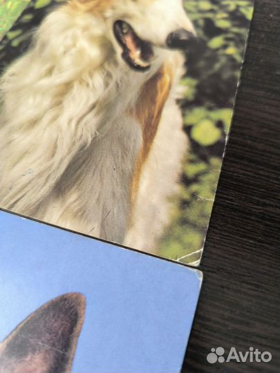 Открытки с собаками СССР 1989