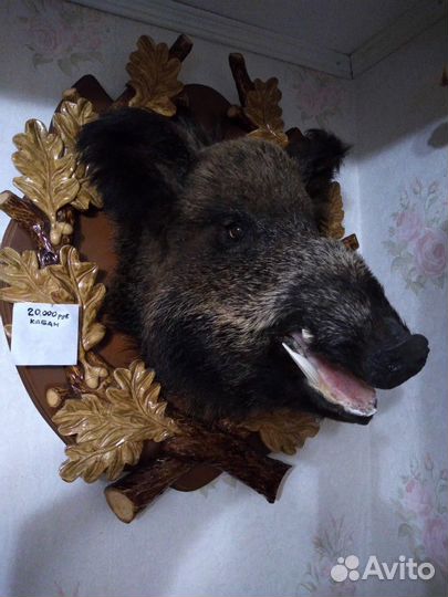 Продам чучело кабана