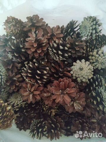 Шишки сосновые