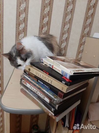 Dvd фильмы для взрослых