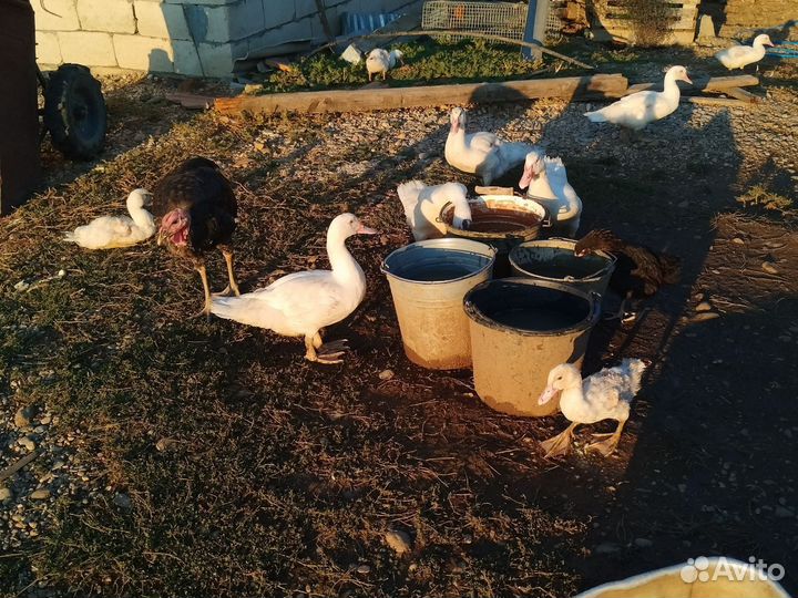 Продаются индоутки