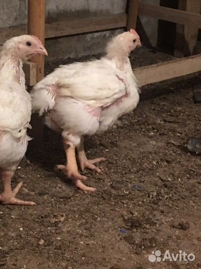 Бройлеры кобб 500 Индюшата скб