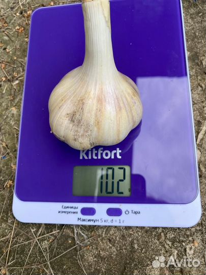 Чеснок для еды и на посадку