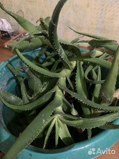 Отростки алоэ