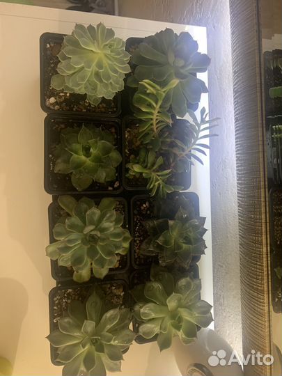 Суккуленты эхиверии взрослые