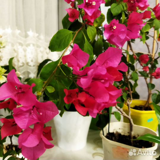 Бугенвиллия