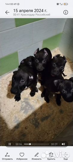 Щенки питбуля, не Прайтер