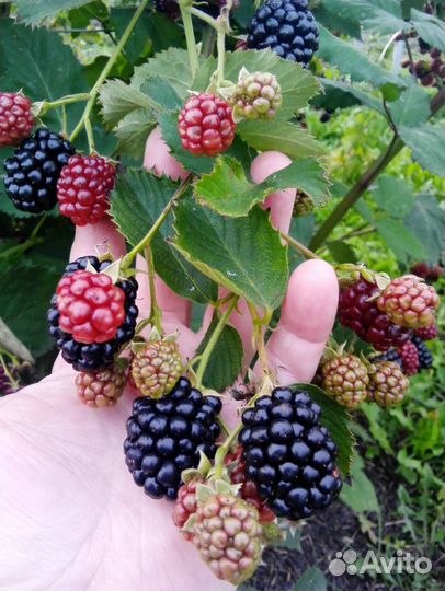 Саженцы ежевики, ежемалины, чёрной малины