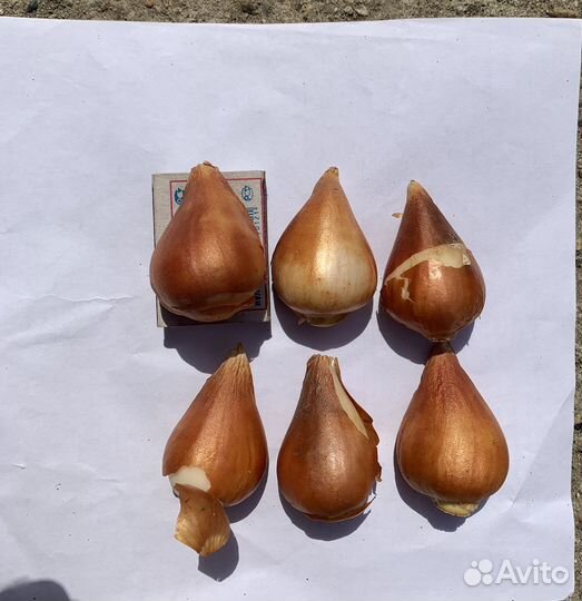 Луковицы тюльпанов