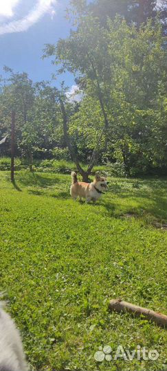 Вельш корги