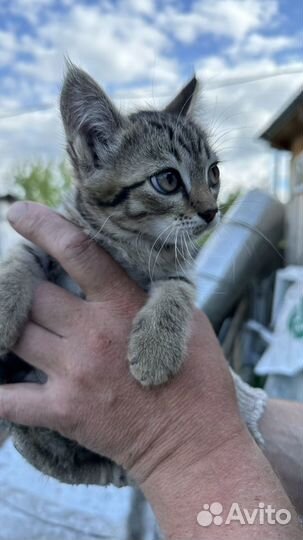 Котята от кошки мышеловки