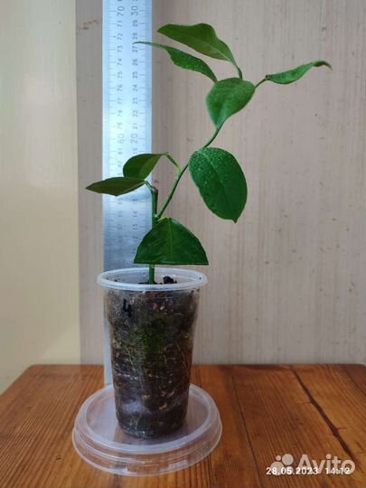 Лимон Мейера