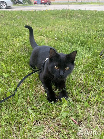 Котята бесплатно