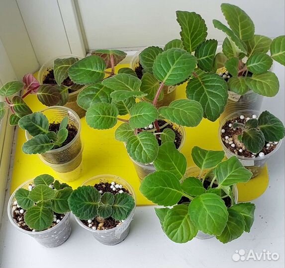 Глоксиния клубни