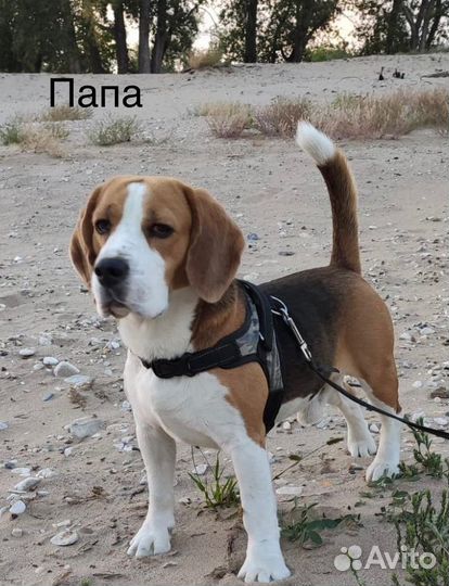 Щенки бигль