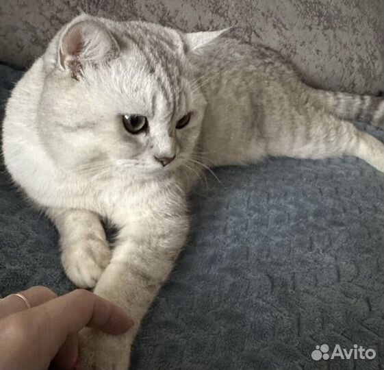Шотландский кот вязка