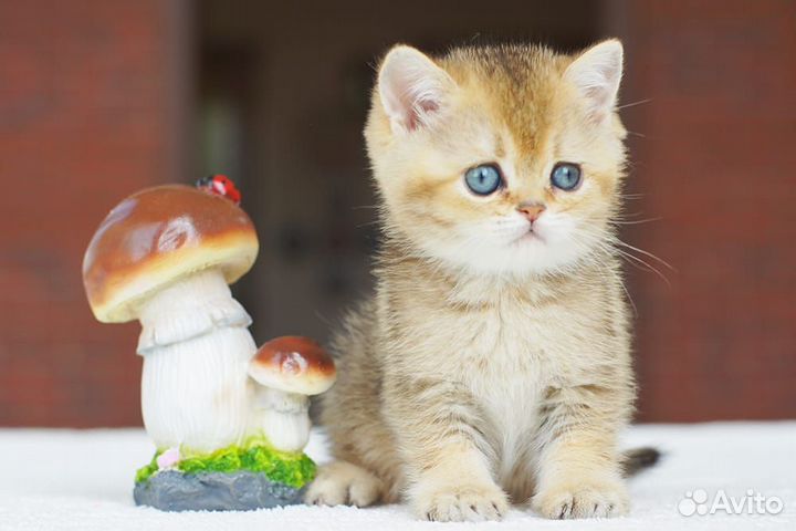 Невероятно очаровательные британские котята