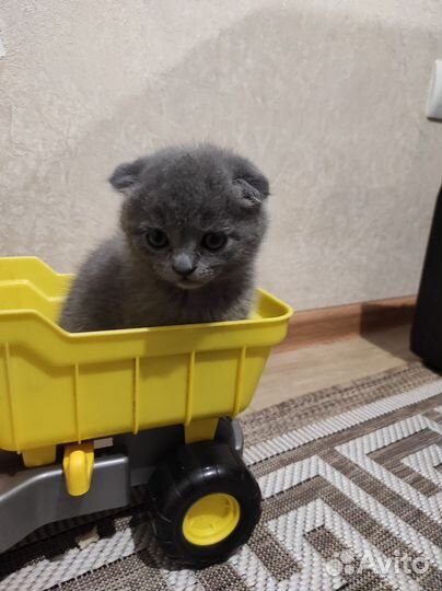 Шотландские котята