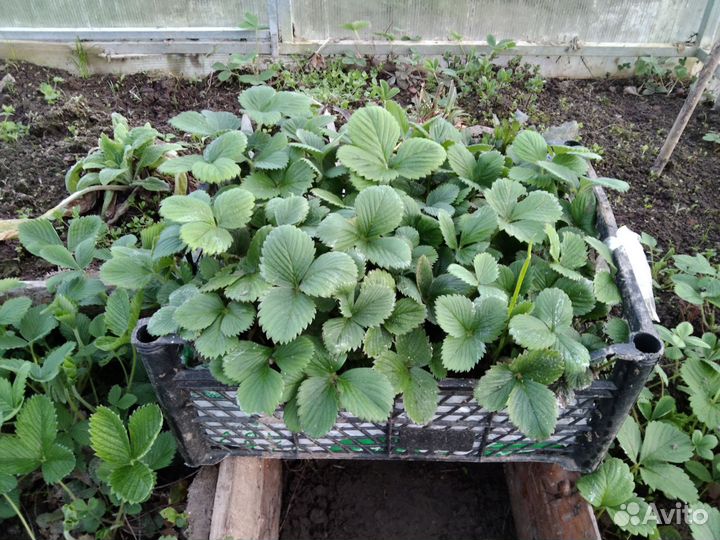 Саженцы малины. Рассада клубники,земляники,цветов