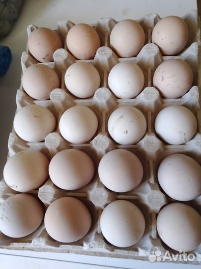 Яйцо цесарки инкубационное.Птенцы цесарки