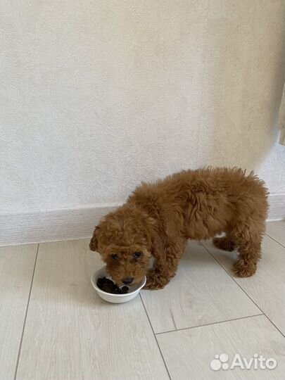 Передержка собак