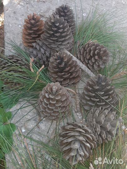 Набор из шишек
