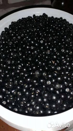 Черемуха ягода