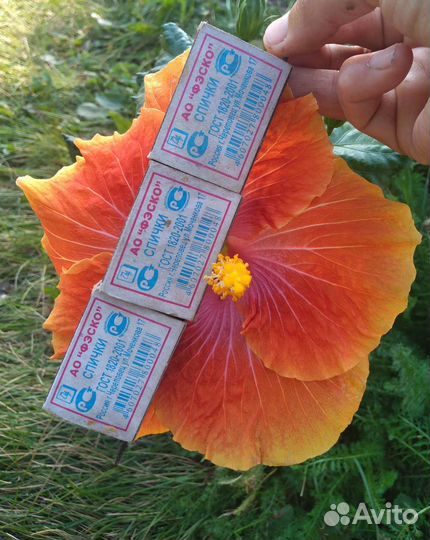 Гибискус прививка 