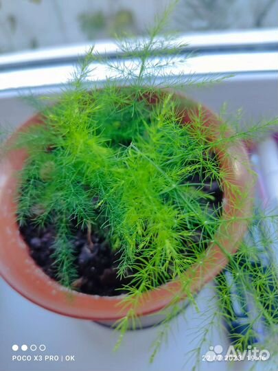 Аспарагус перистый