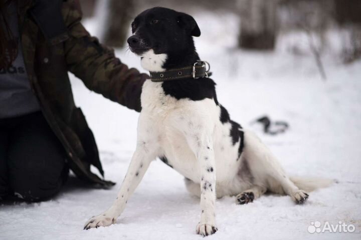Собака в добрые руки