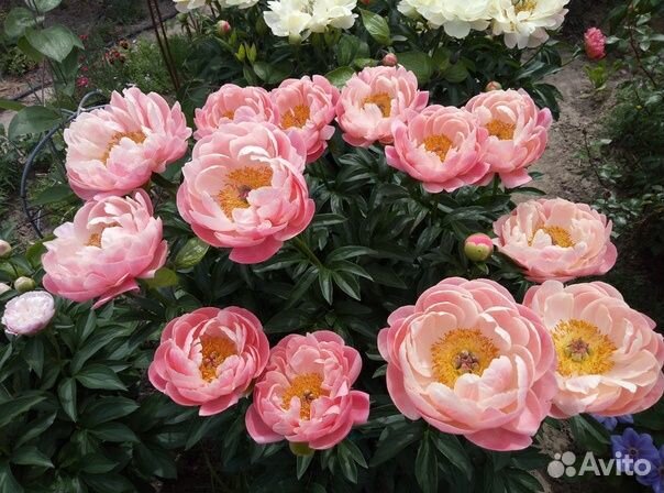 Продам пион Coral Sunset