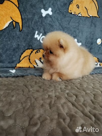 Померанский шпиц