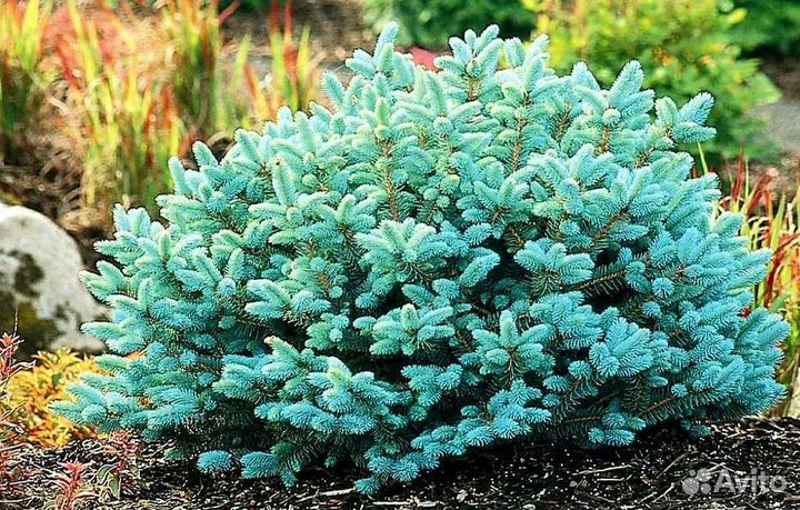 Ель Глаука Глобоза