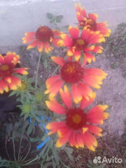 Цветы садовые