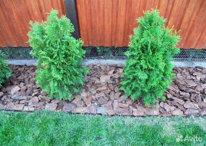 Мульча сосновая кора