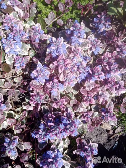 Живучка ползучая