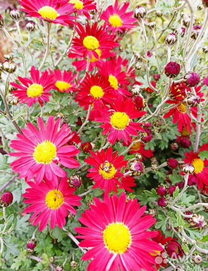 Хризантемы, лилейник, традесканция, гортензия