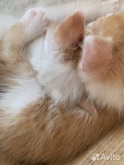 Котята в добрые руки москва