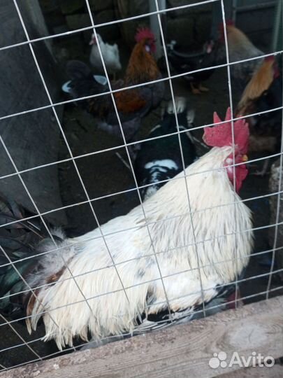 Молодые петухи