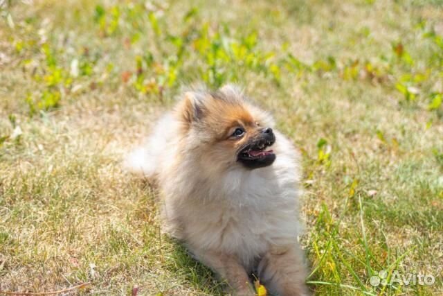 Померанский шпиц девочка