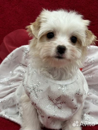 Щенки бивера