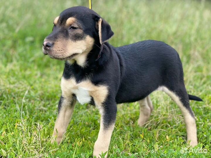 Щенок в добрые руки