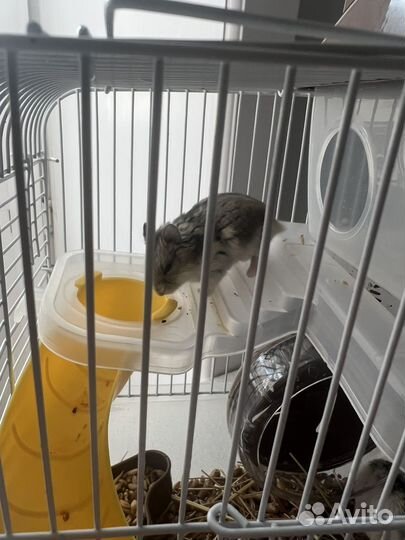 Джунгарские хомяки 2 шт с клеткой