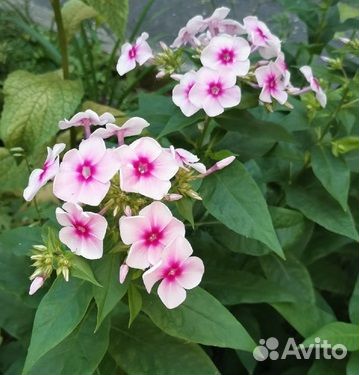 Флоксы многолетние