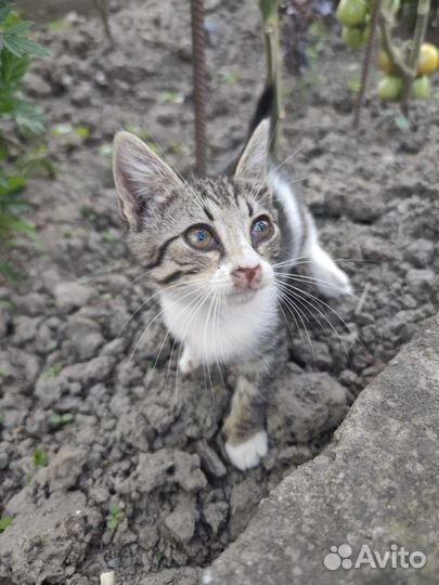 Милые Котята бесплатно