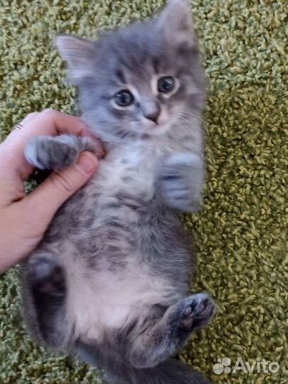 Котята в добрые руки, лоток в подарок