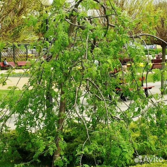 Рябина плакучая